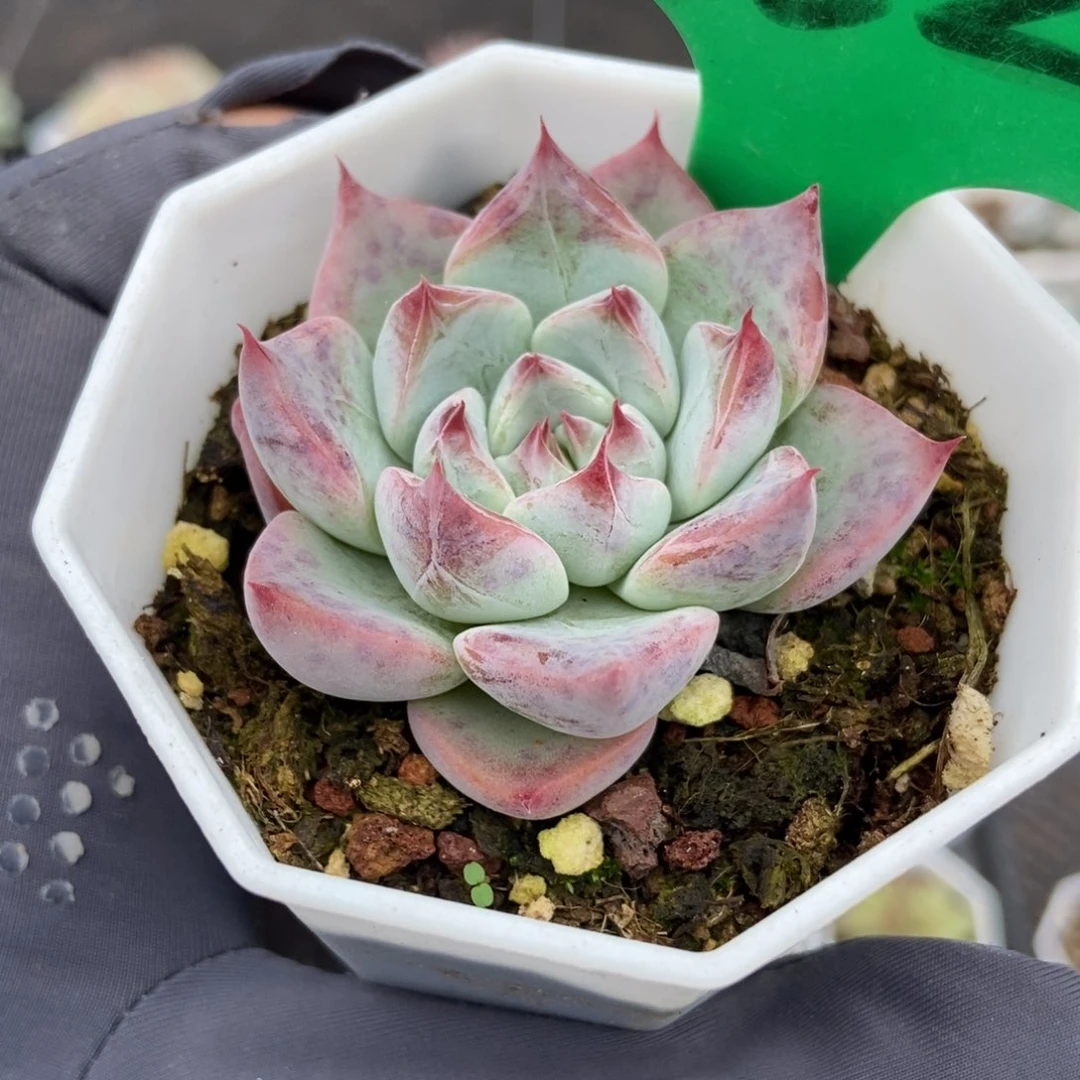 752婚戒多肉植物多肉