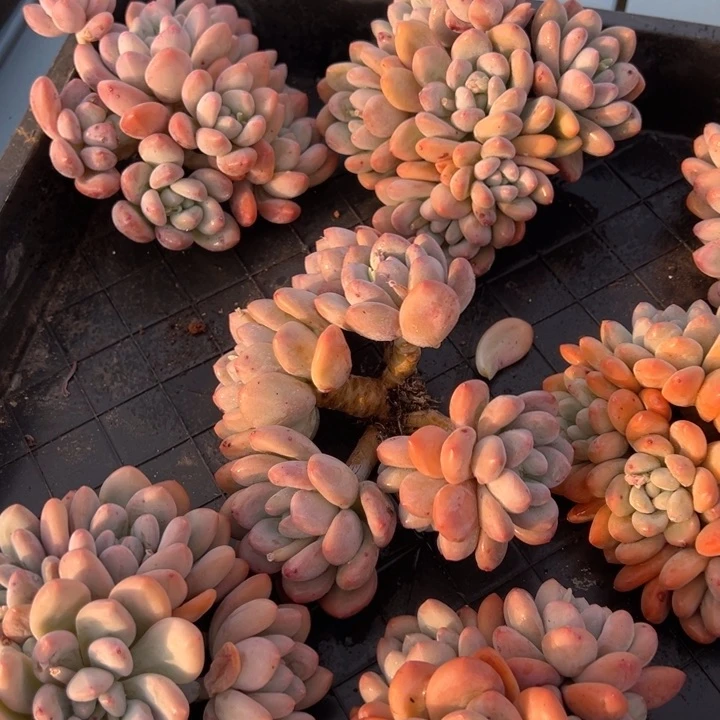 香水 12公分 快递