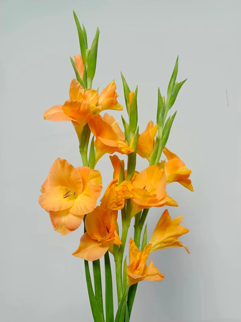 节节高   橙色剑兰10支   鲜花 直发   家养水养