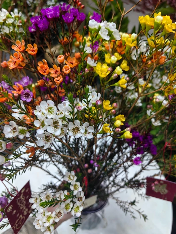 大扎多色腊梅带花颜色随机5种颜色