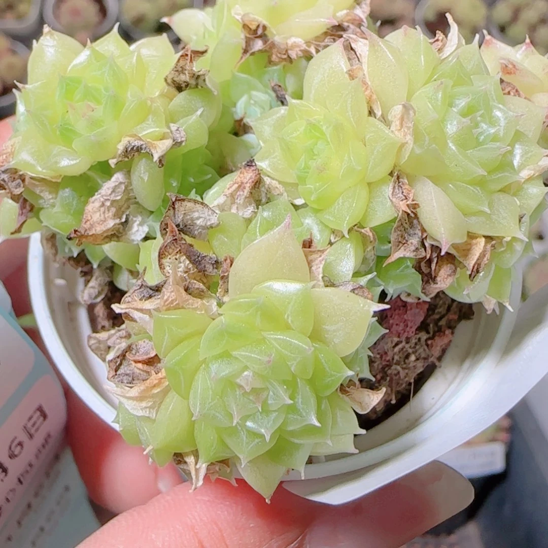 花语逸镜1106-70撒