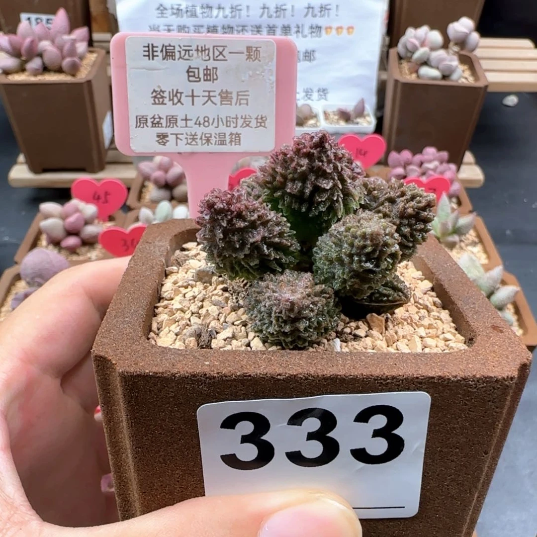 轻**光333朱紫玉多肉植物