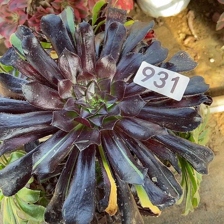 水墨丹青931多肉不包断