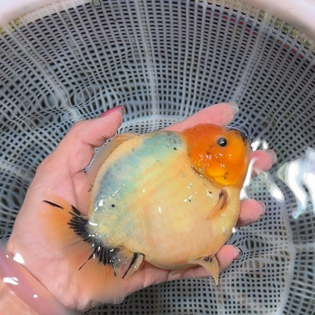 龙睛金鱼亚成兰寿兰寿