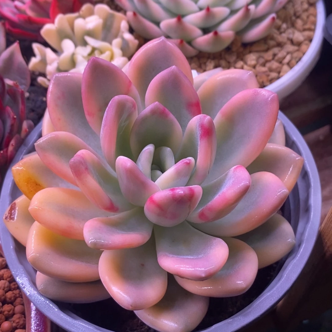 1074 彩色奥普锦 多肉