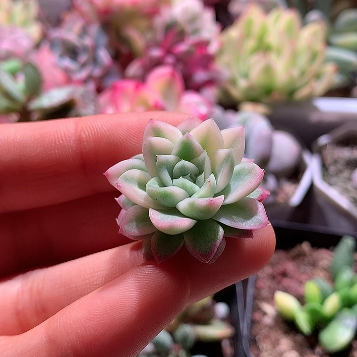 女王锦腹轮锦侧芽