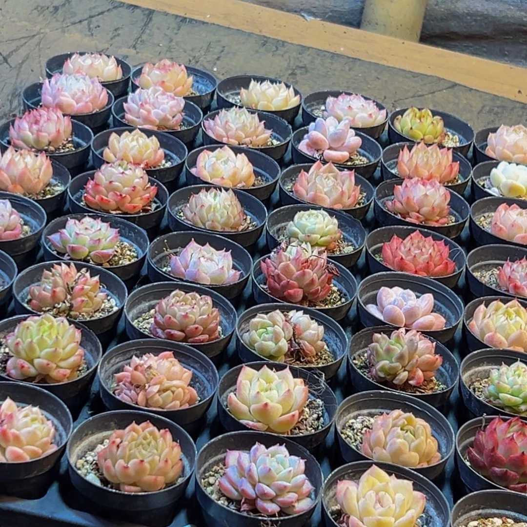 318多肉葡萄的味道是真的很