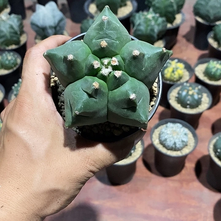*****鸾凤玉实生脱土发货