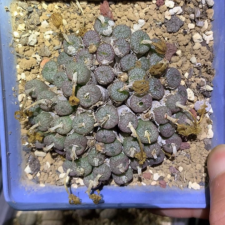 精品多肉植物超级大群流水藤壶