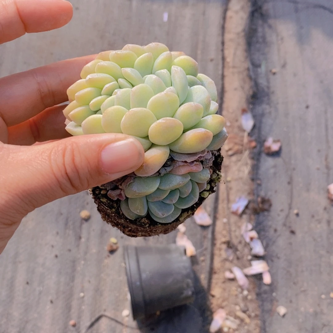 (****U冰玉缀1111111111