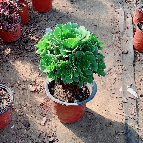 革***革绿羊绒多肉植物法师8