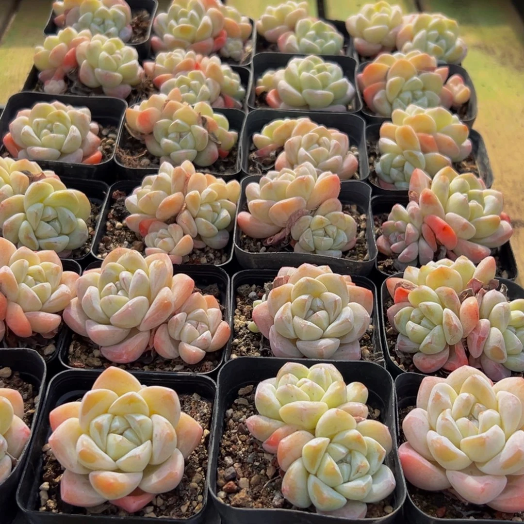 晓***曦506多肉葡萄的味道是