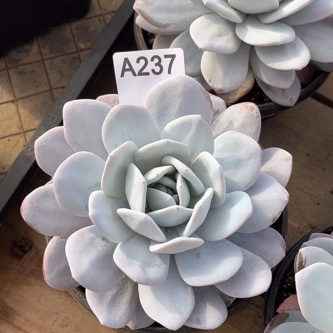 237多肉植物多肉植物