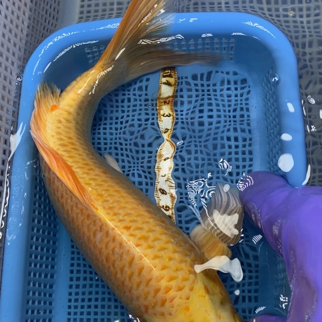 锦鲤冷水锦鲤包邮
