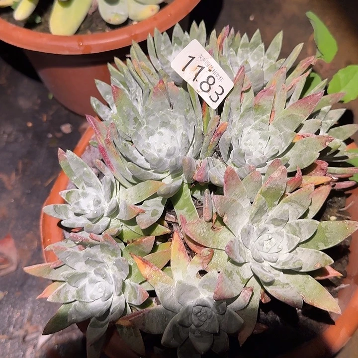 伊***人白雪姆仙女杯多肉处理瑕疵