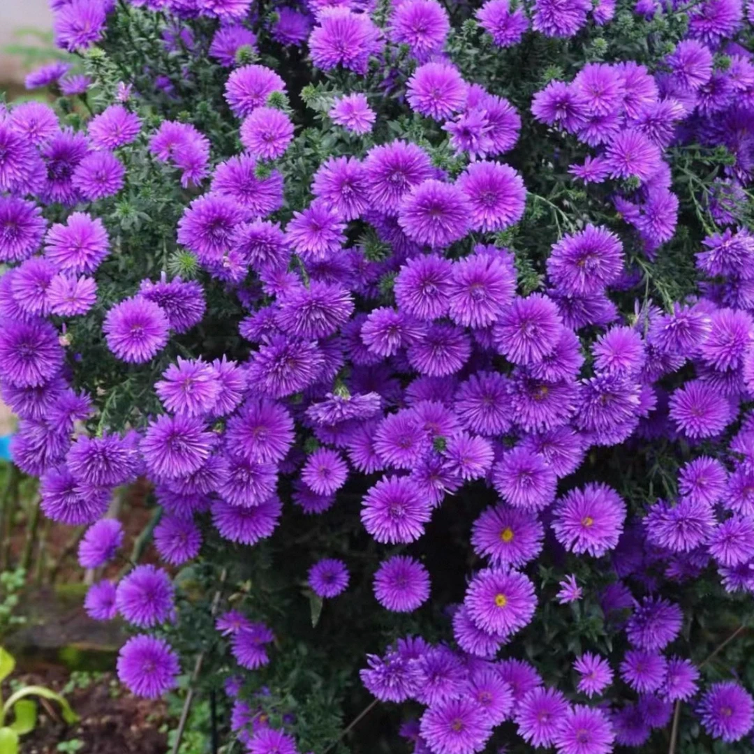 重瓣紫菀盆栽耐热耐寒多年生四季开花好养庭院阳台绿植花卉