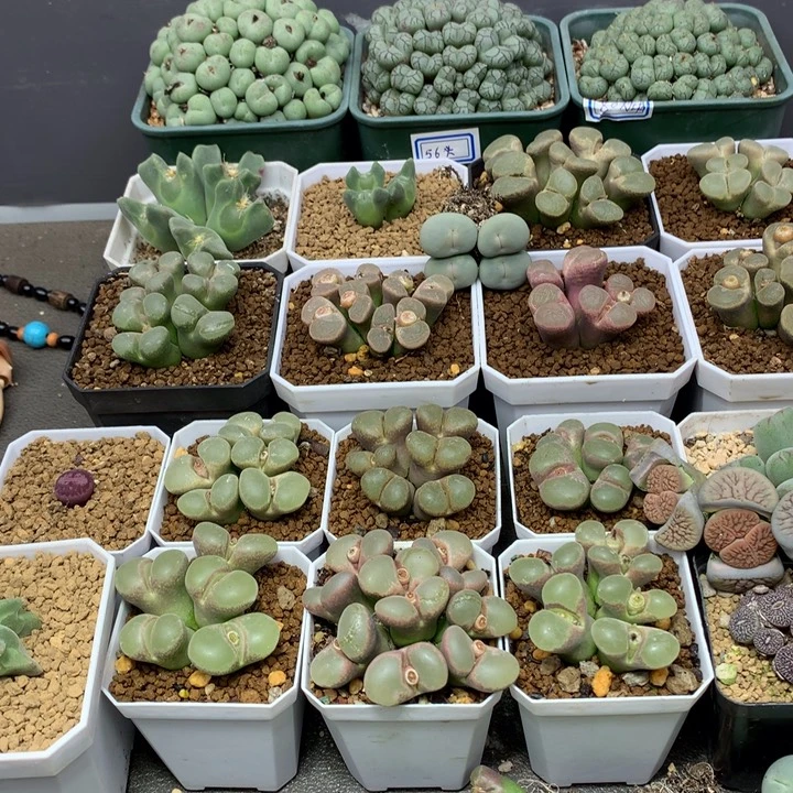 ****蜜精品多肉植物精品多肉