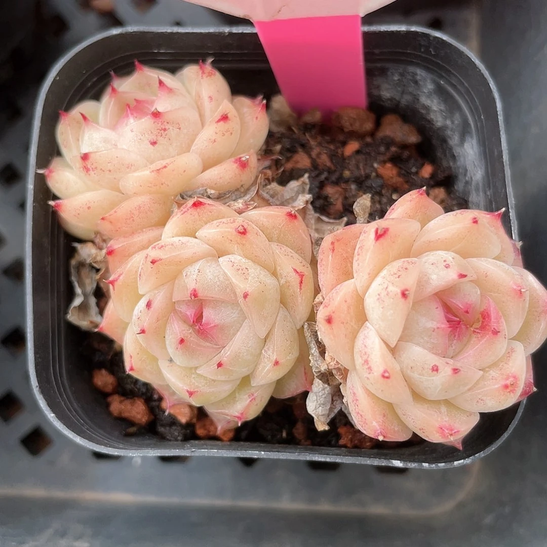 优选5号女王福利8474