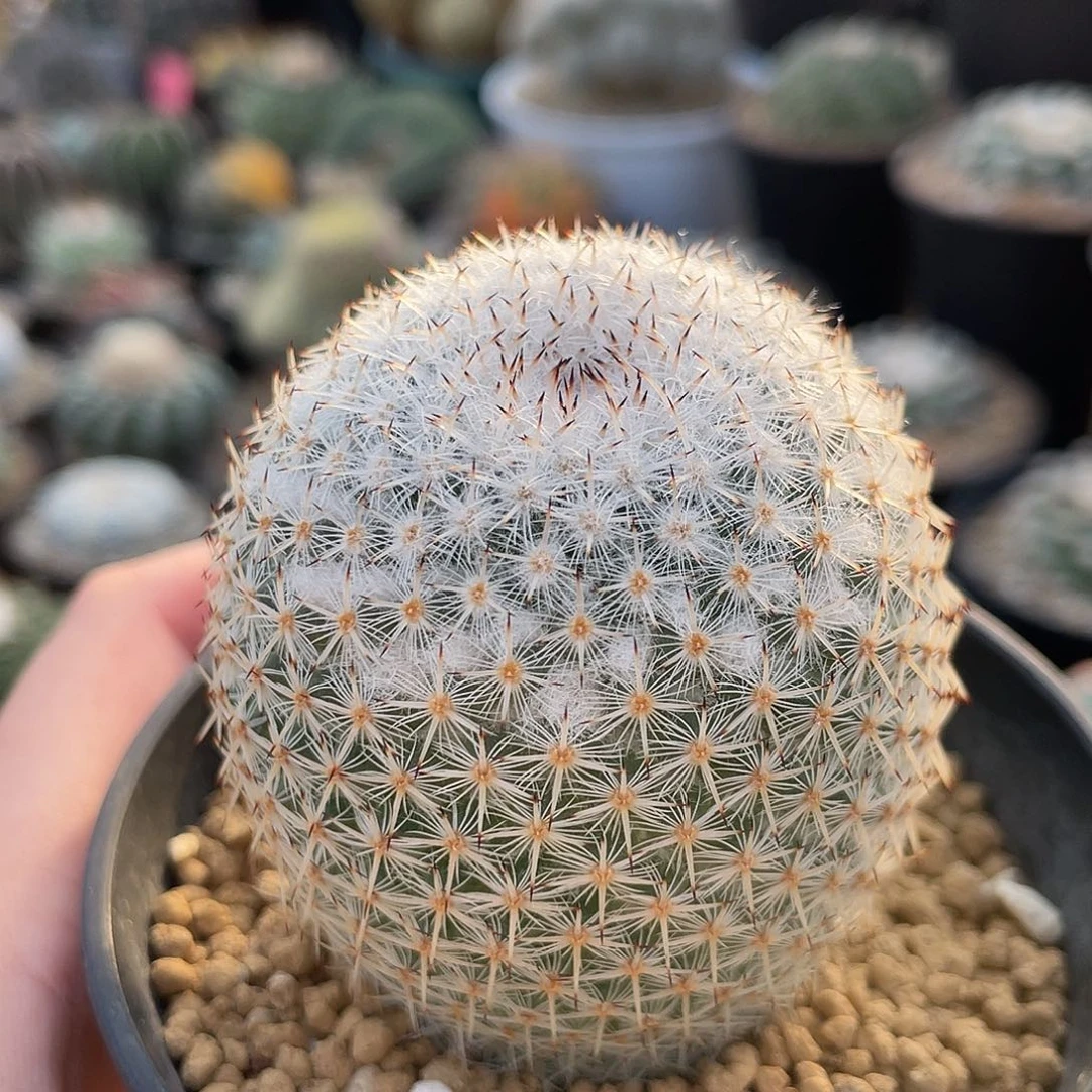 仙人球乳突属希望丸实生5.8厘米