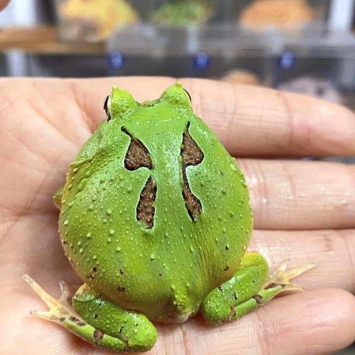 涛***虎角蛙585号褪纹蝴蝶角蛙