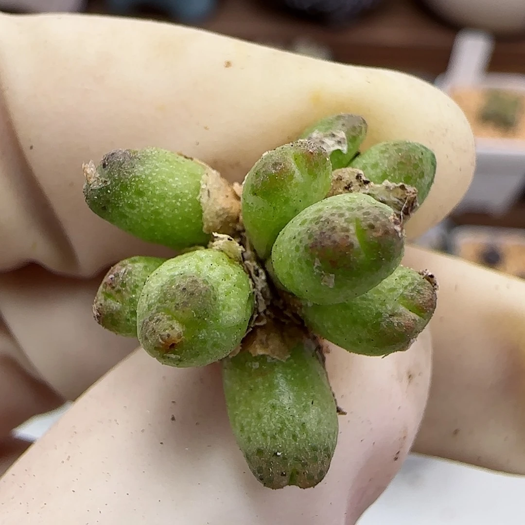 564草莓斑马福利