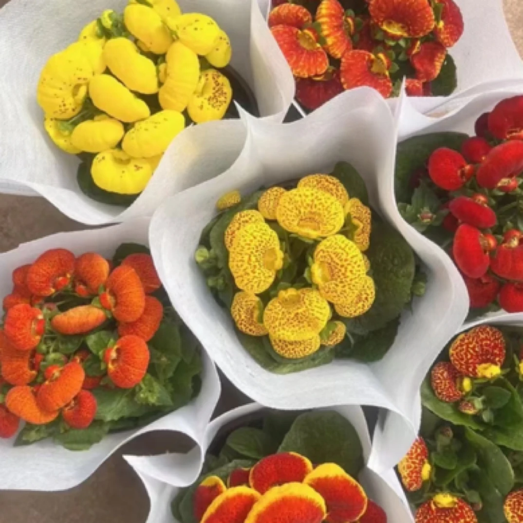 【宫廷卉】荷包花 又称钱袋子 好种好养