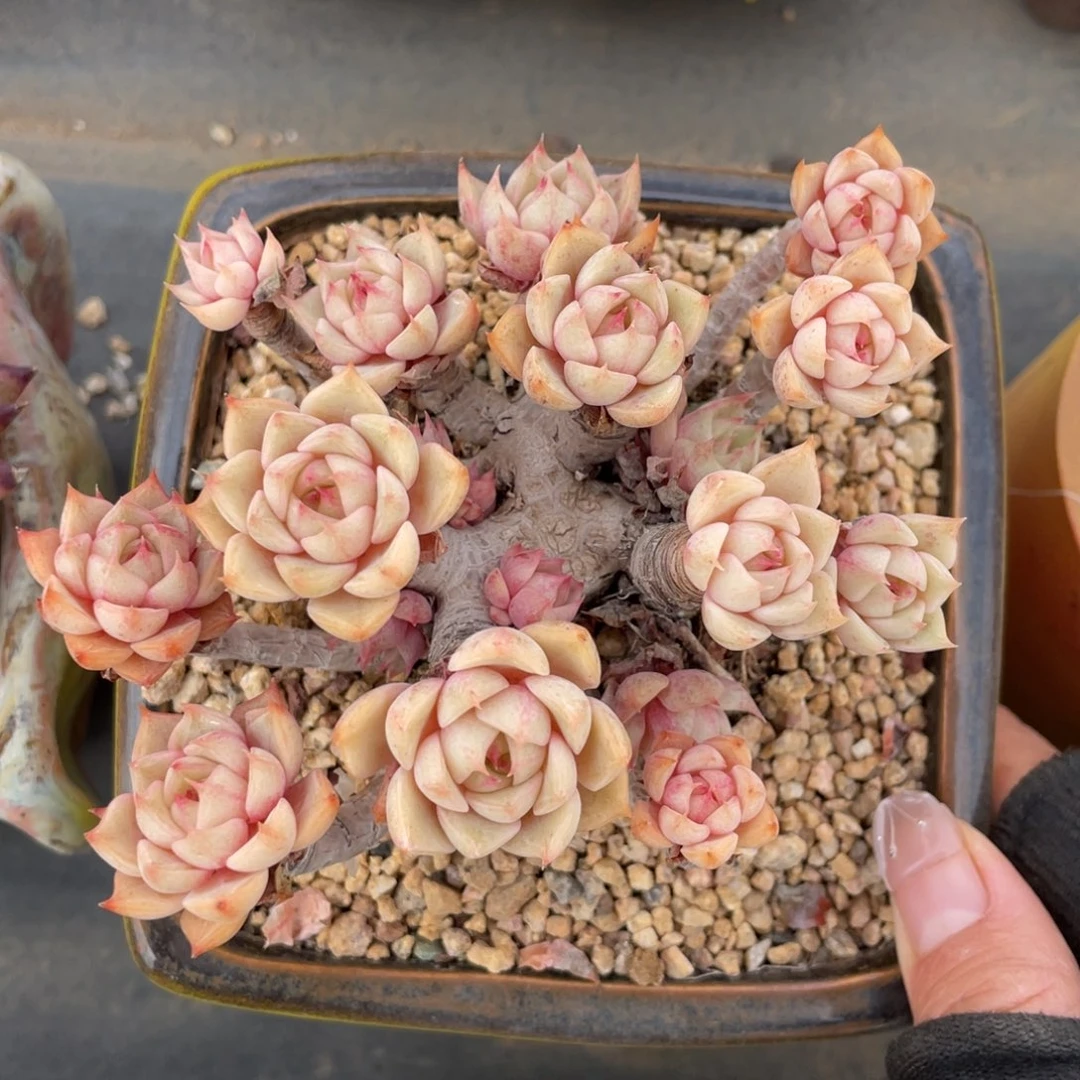 黄金本巴蒂斯老桩