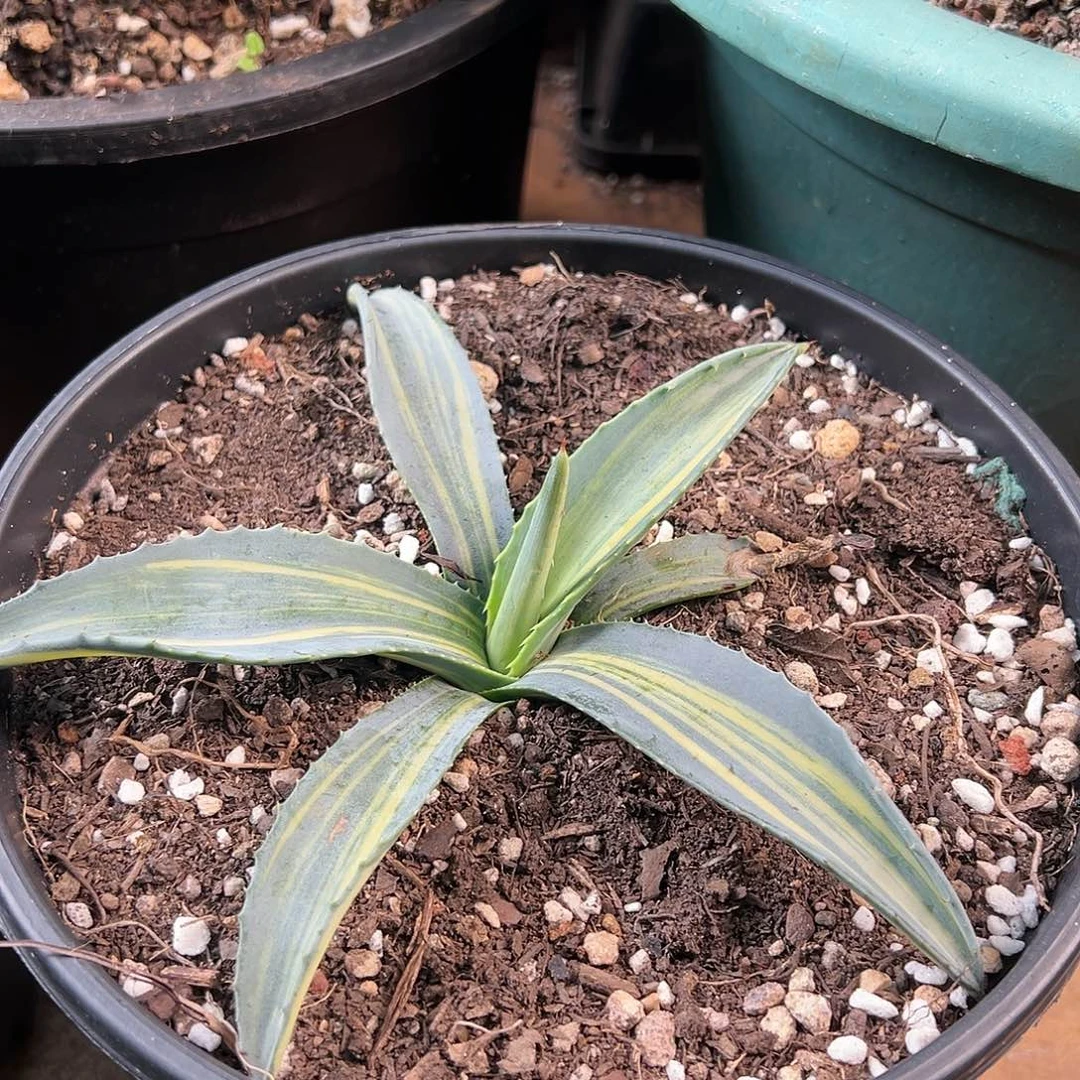 无花朵多肉植物美洲龙縞斑