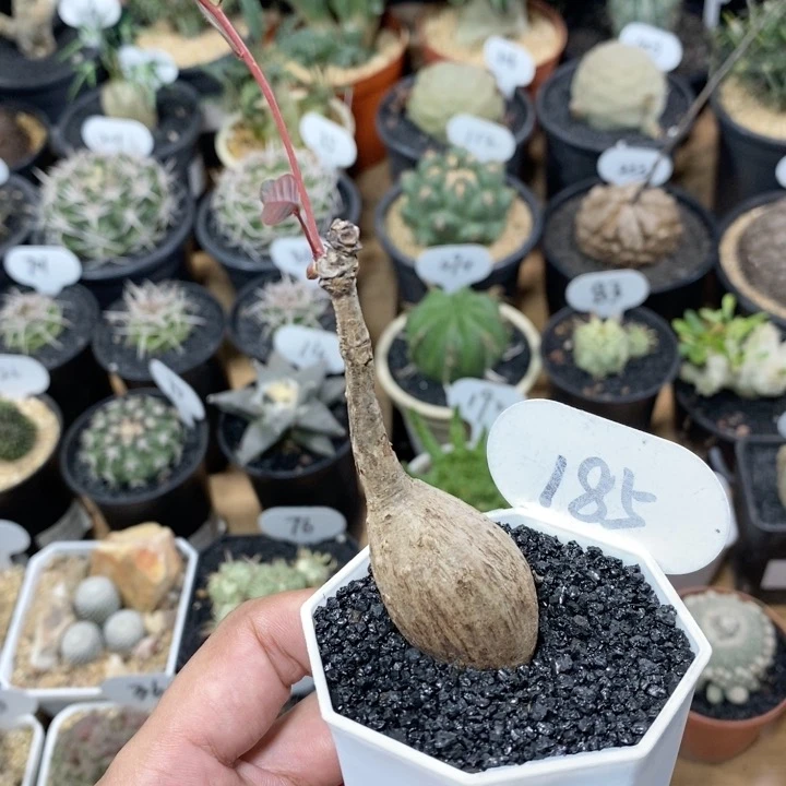 185号实生奇异油柑3cm