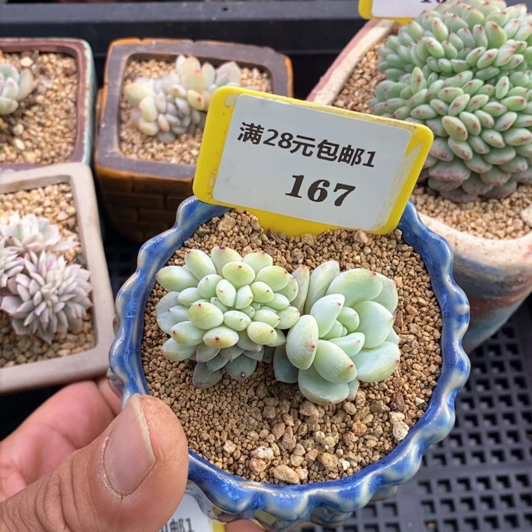 1167小叶星影多肉植物