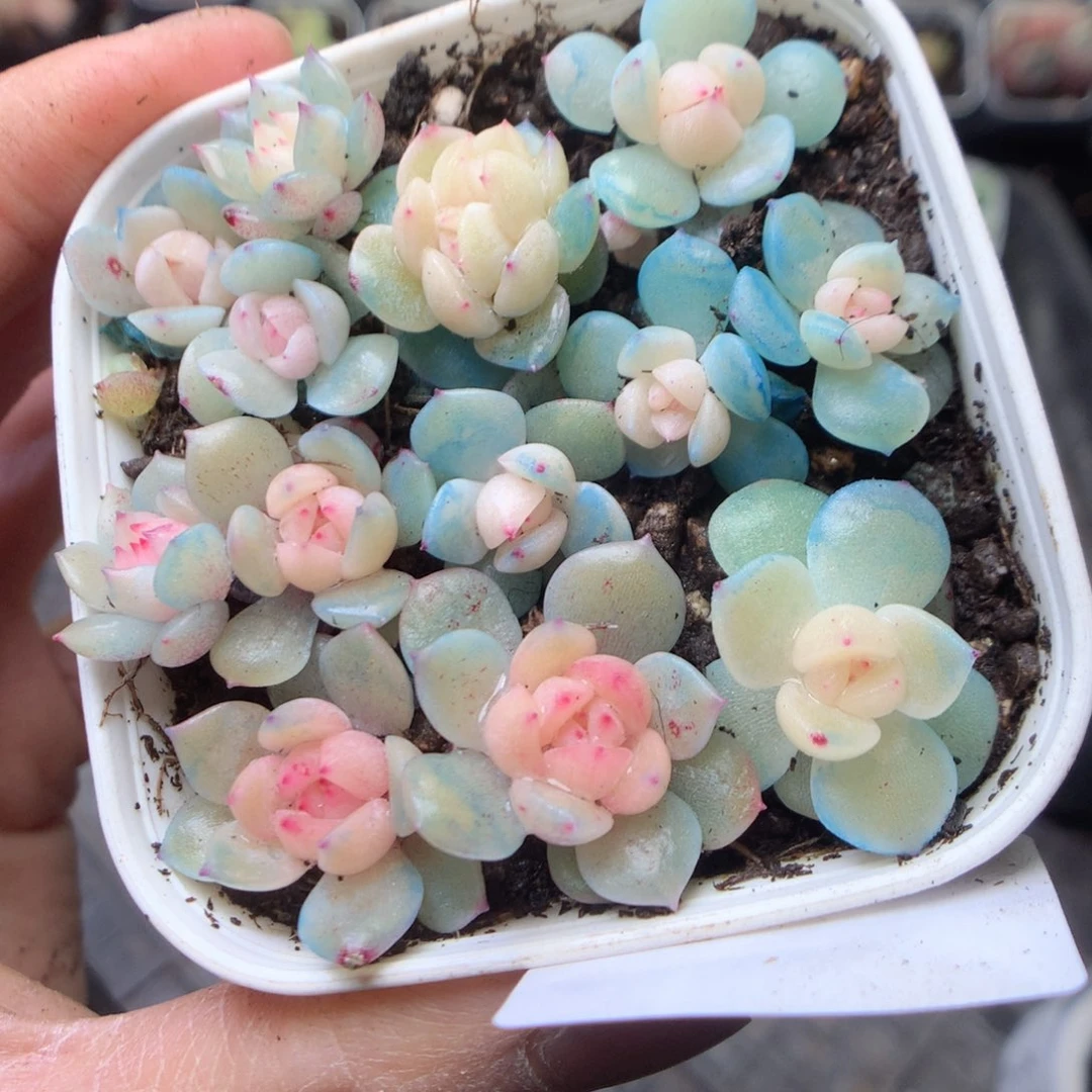 无花朵W23。珍妮yyyyyy