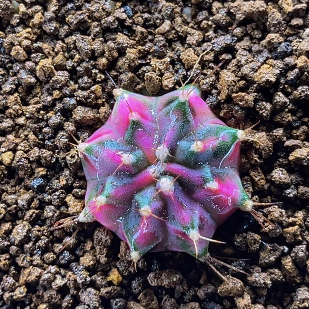 粉钻 米哈仙人球