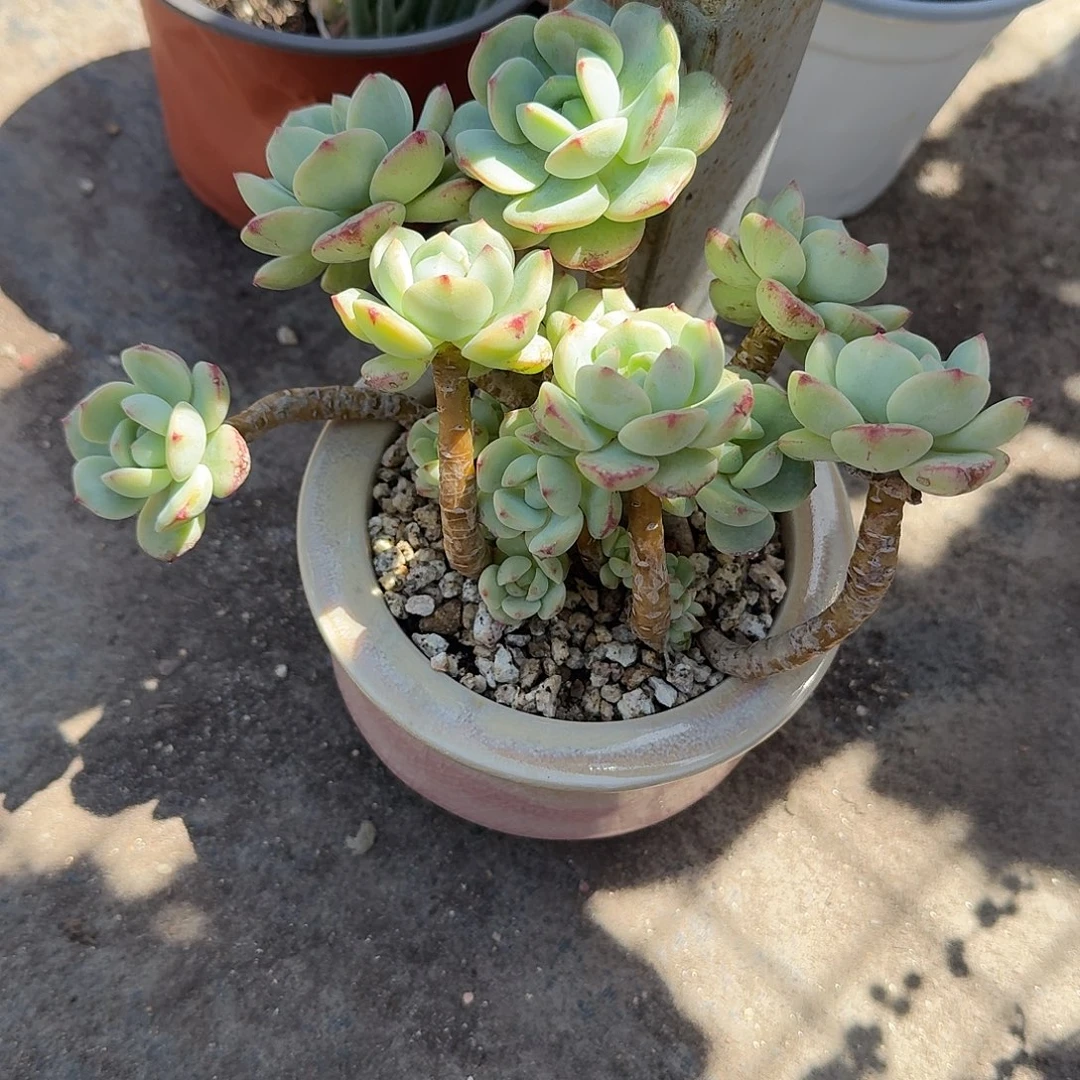 红***果大号香草带盆多肉植物