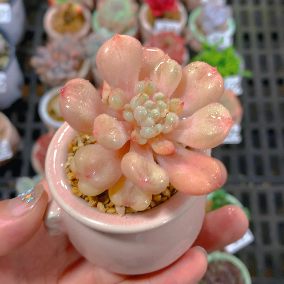 肉萌萌精控多肉 5cm盆量拍 比尔盖茨单头