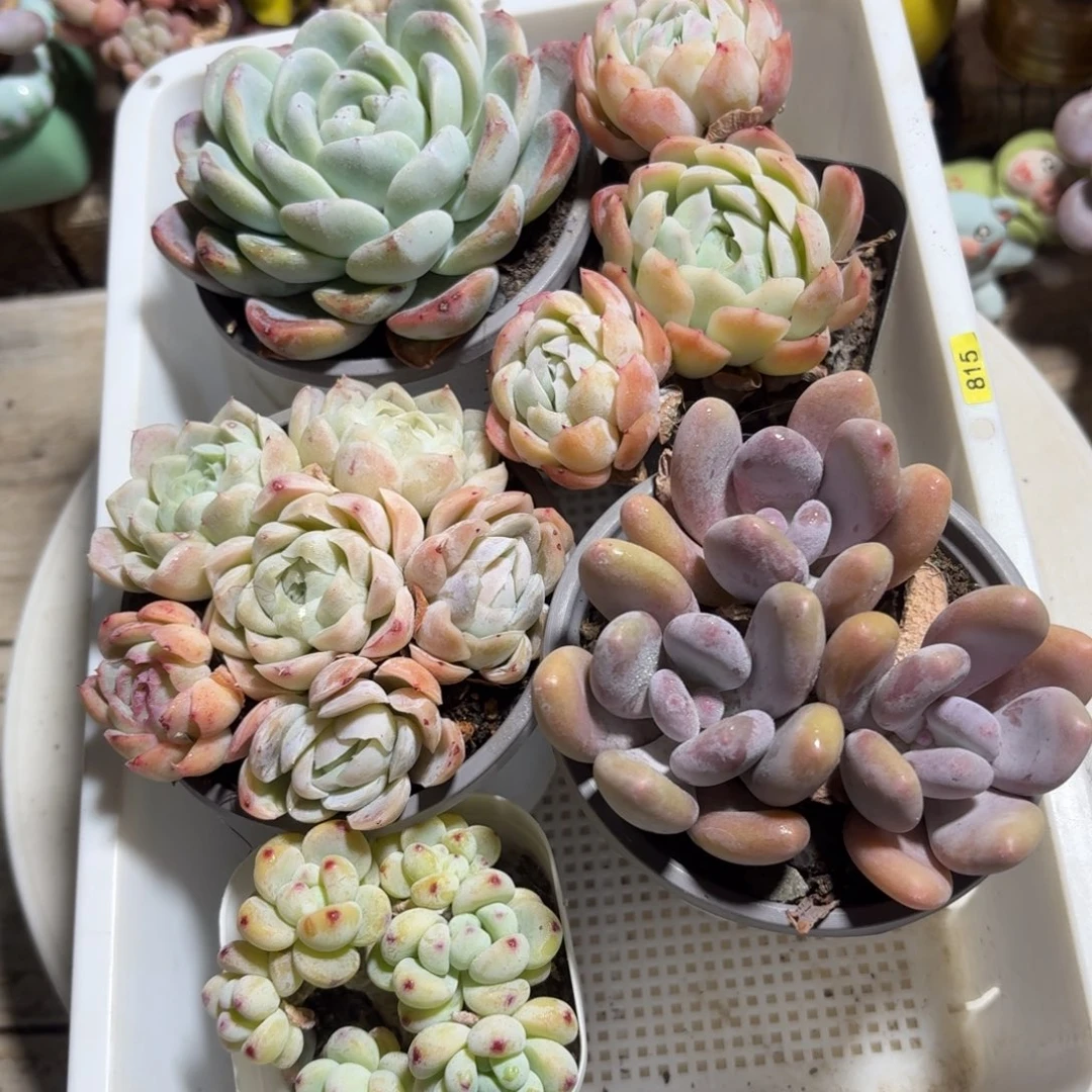 框拍一物一拍编号815