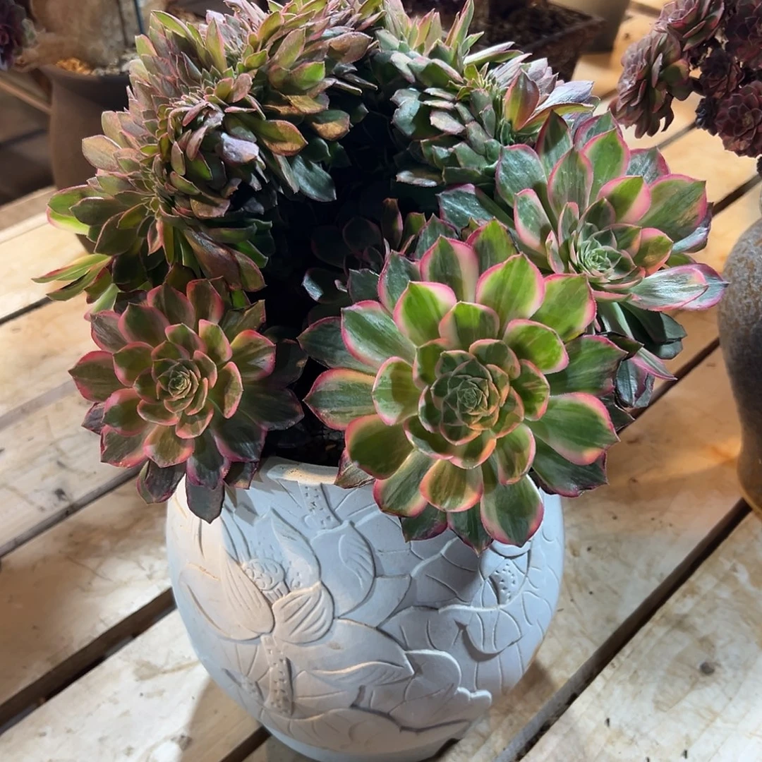 万花筒缀化众星捧月