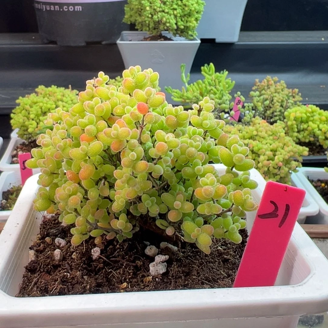 飘桩蜜橘21号10cm盆