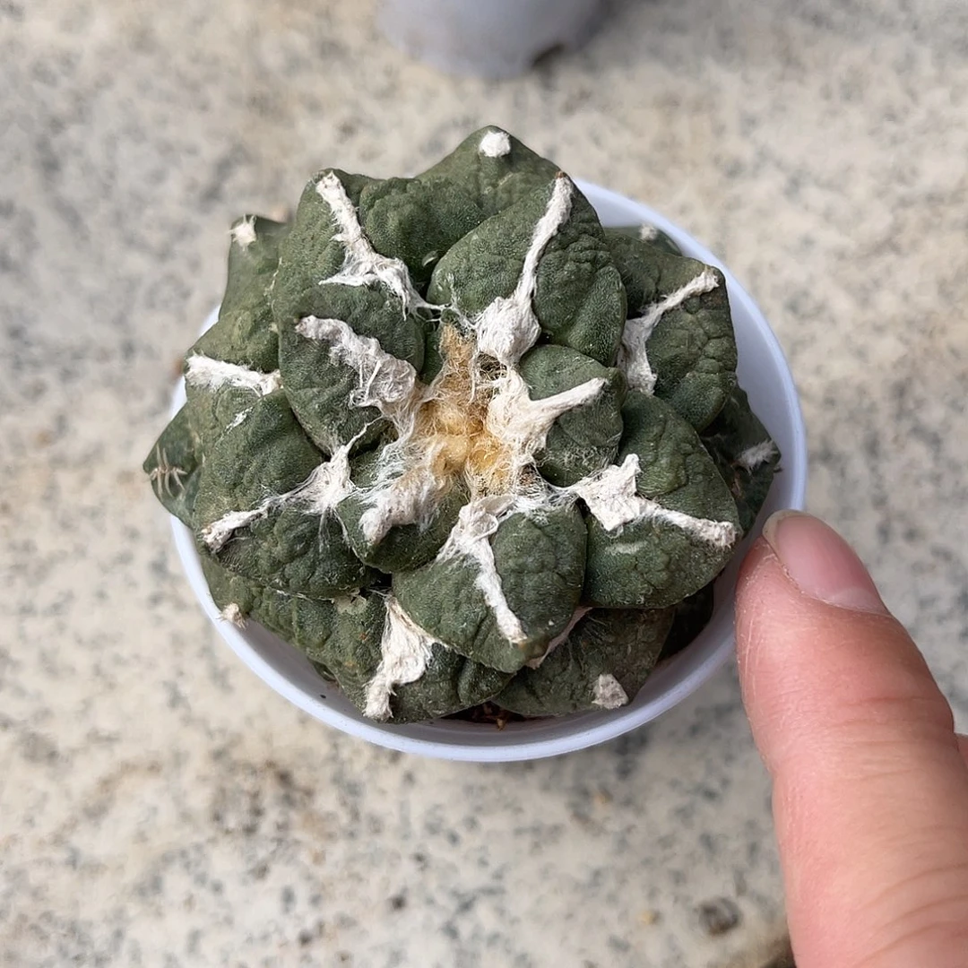 牡丹单头一物一拍