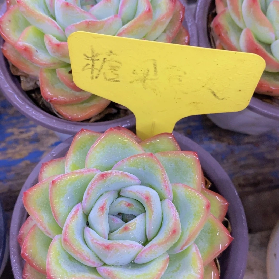 开心多肉，7.31号专场，不保价，破