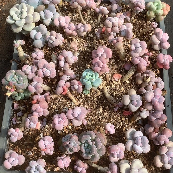 ****古璐璐兔我哦哦哦哦哦哦