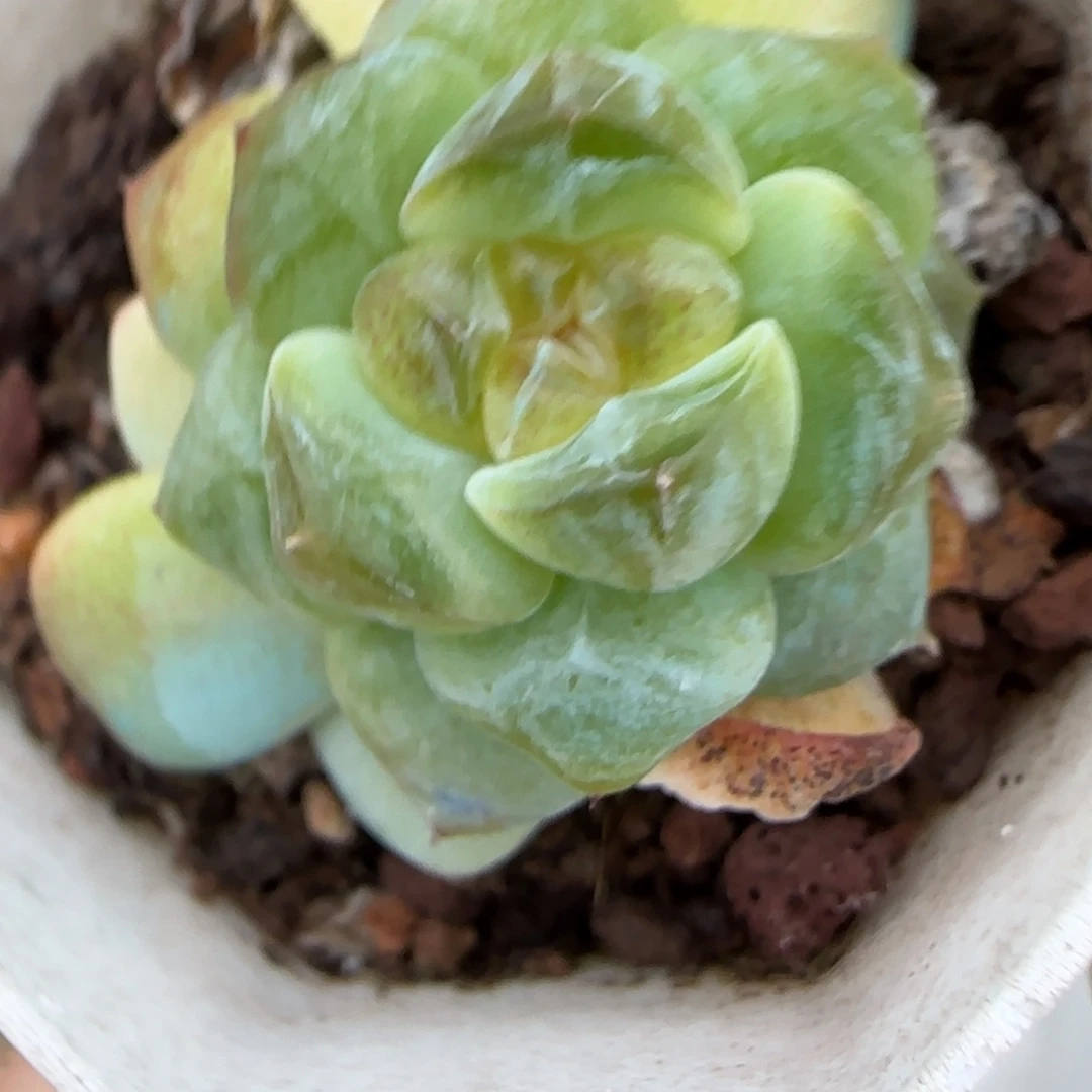 小卡拉米糖心一物一拍23-61