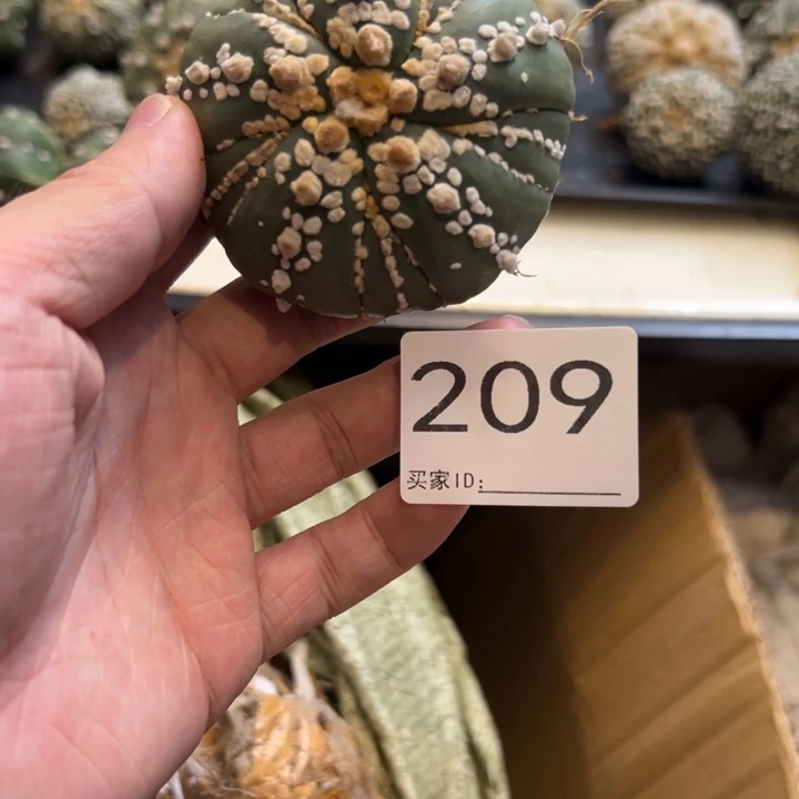 ****楠兜星球仙人球209号卡