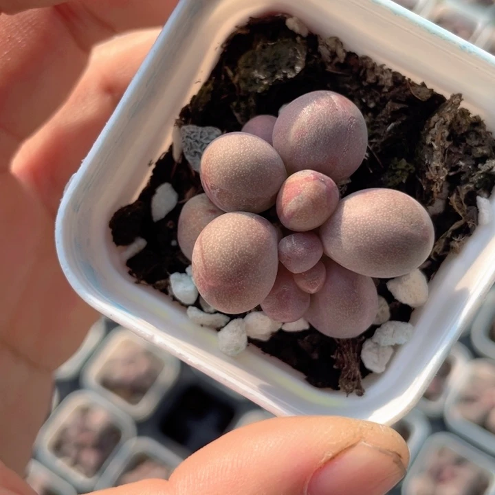 一物一拍满18包邮双头