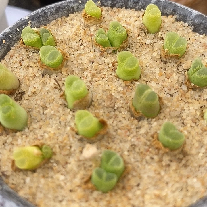 奶瓶风铃一颗一颗