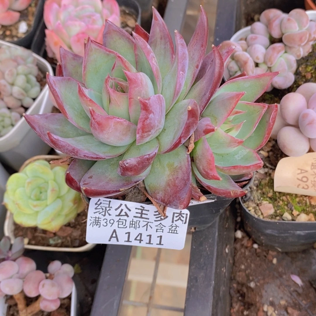 惊鸿仙子8cm1411多肉植物