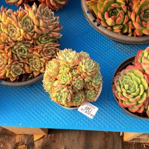 随*1349麦秆多肉