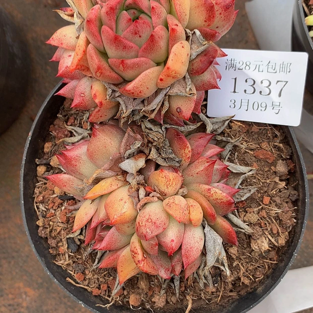 【闪购商品】云1337