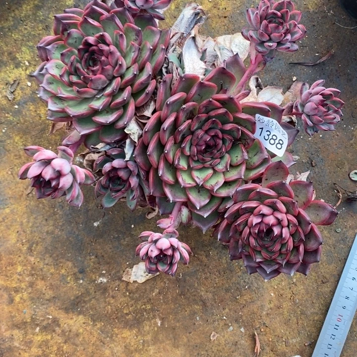 倾***81388不包整散掉头不售后～22厘米