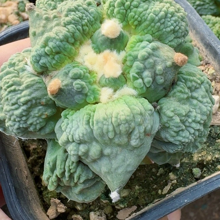 (***包无花朵福利苗接怒涛085