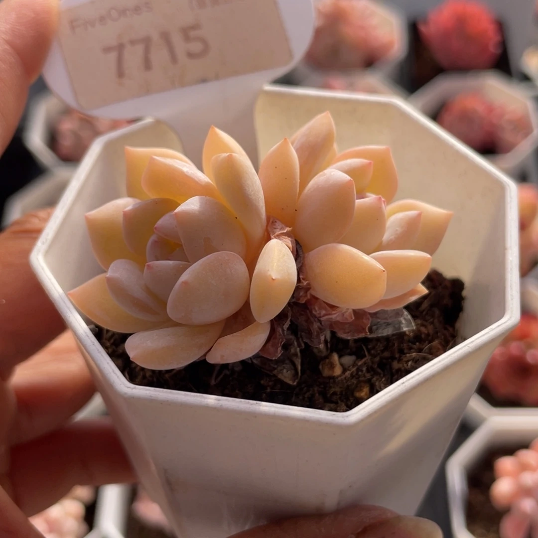 梦之雪7715-5.5厘米